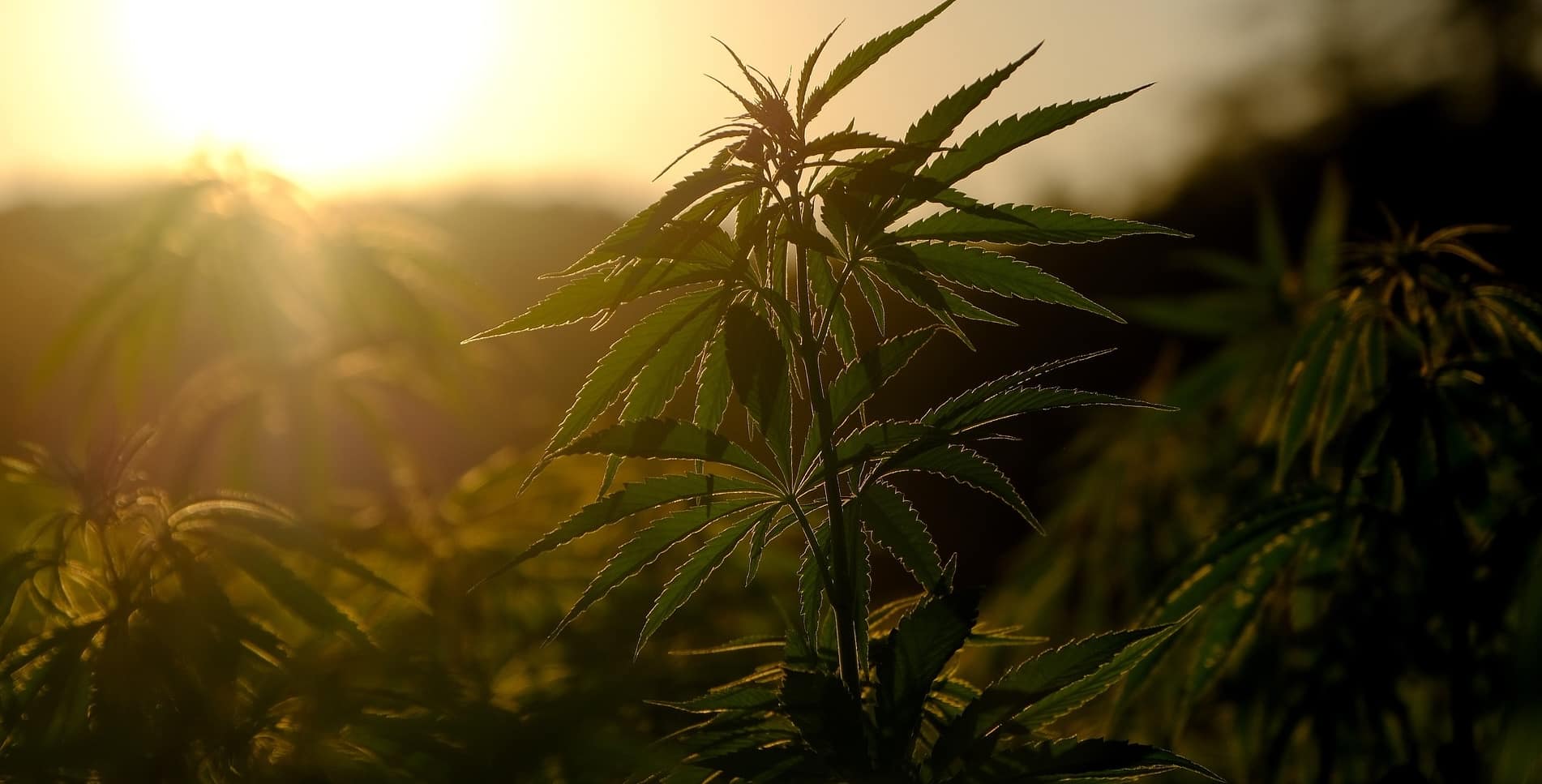 Feminisierte Cannabis Samen kaufen bei Seedy Gonzales Deutschland