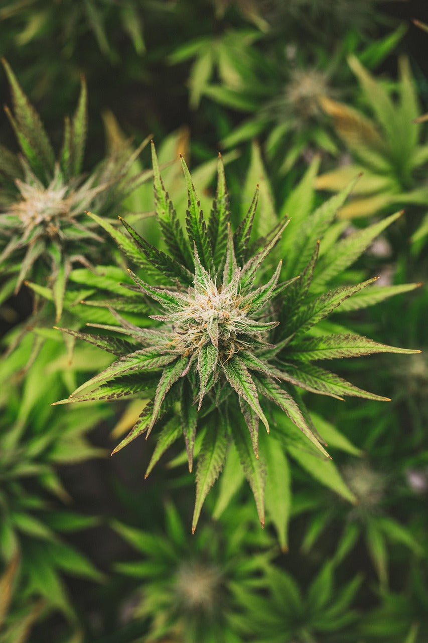 Feminisierte, Autoflower, CBD Cannabis Samen kaufen bei Seedy Gonzales Deutschland