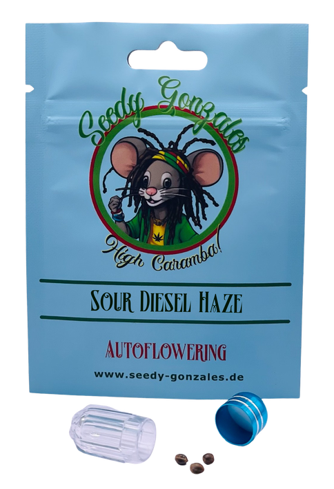 Sour Diesel Haze Autoflowering – sativadominante Sorte mit intensivem Diesel-Aroma und energetischer Wirkung