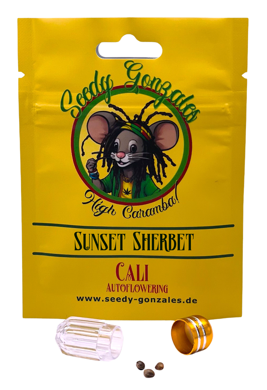 Sunset Sherbet Cali Autoflowering – tropisch-cremiger Geschmack trifft auf entspannende Wirkung und einfache Aufzucht